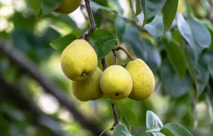 Pears on a tree