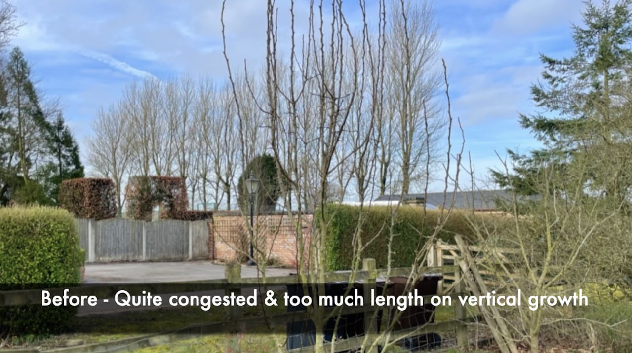 A congested pear tree before pruning showing areas of fruiting spurs on older wood
