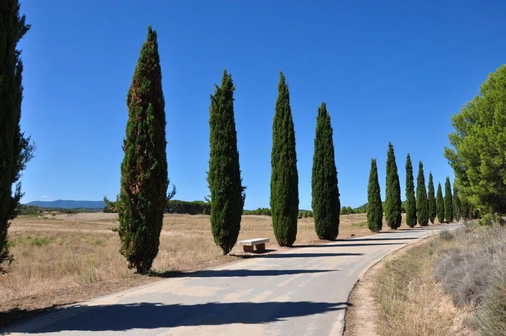 Cypress trees