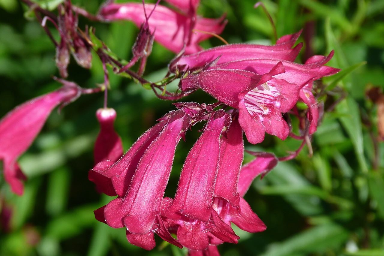 Penstemon Firebird flowering in a no dig border