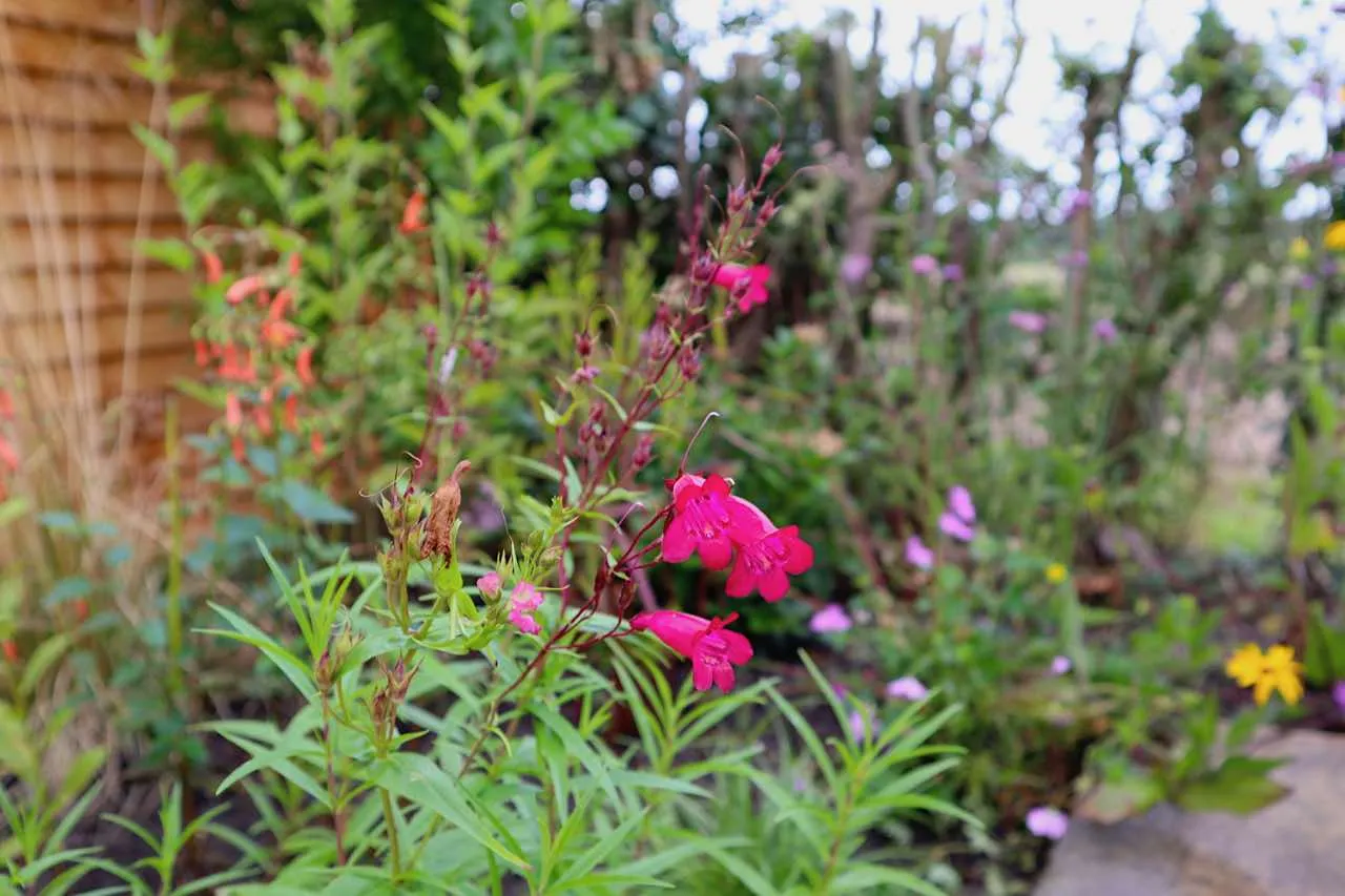 Close up of a Red Penstemon flower