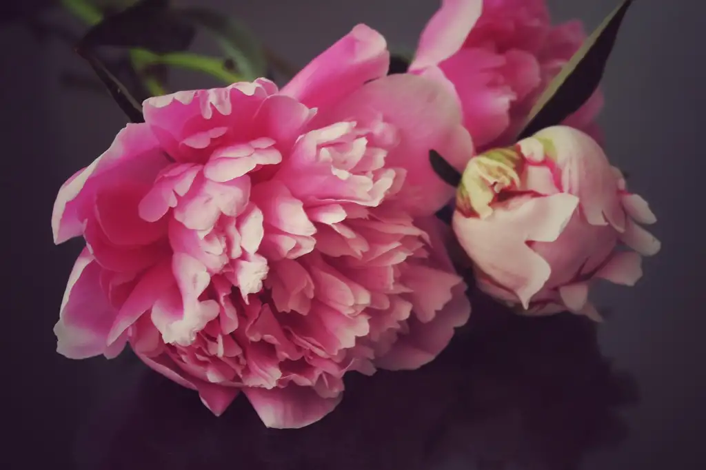 Paeonia lactiflora 'Bouquet Perfect' with rich pink flowers and a full cushion of petaloids