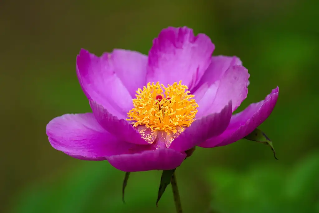 Paeonia lactiflora 'Władysława' with magenta pink petals around a golden centre
