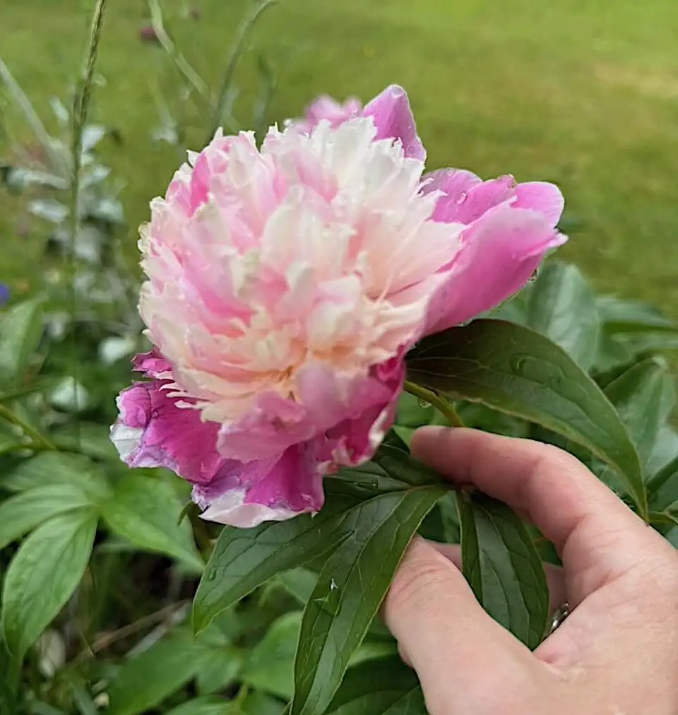 Paeonia lactiflora 'Cora Stubbs' with raspberry pink outer petals and a creamy pink tufted centre, held in Lee Burkhill's hand