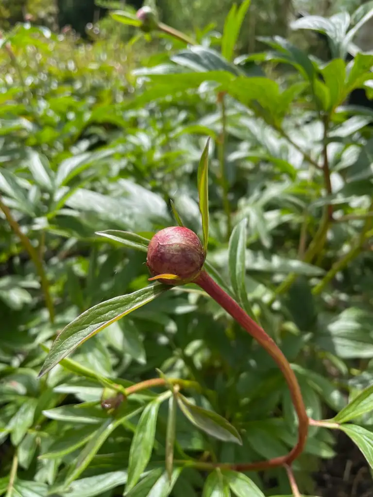 Round Peony flower bud on a red stem before it opens