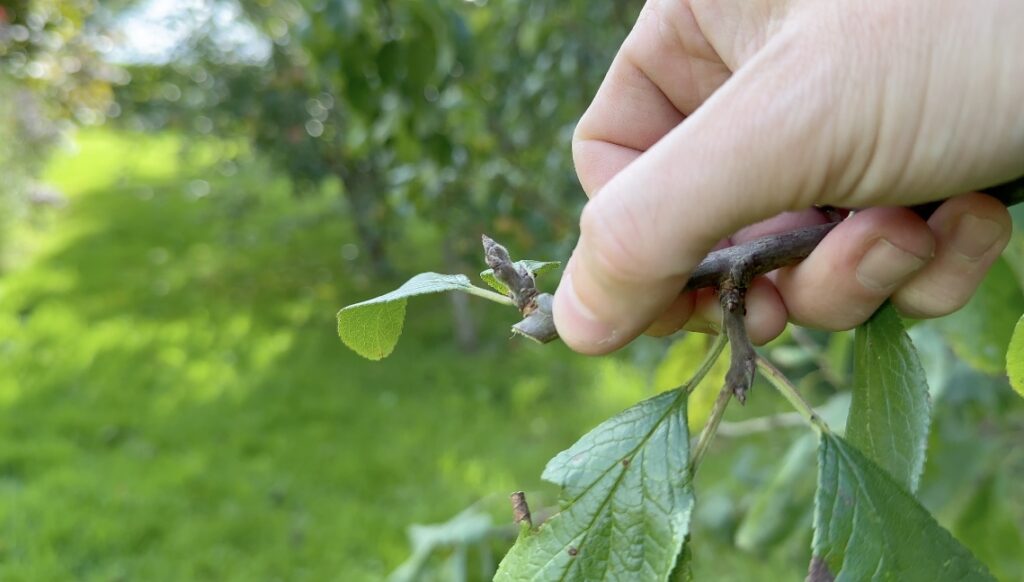 Neat pruning cut