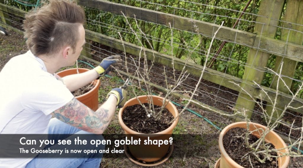 Open goblet pruning of a gooseberry bush