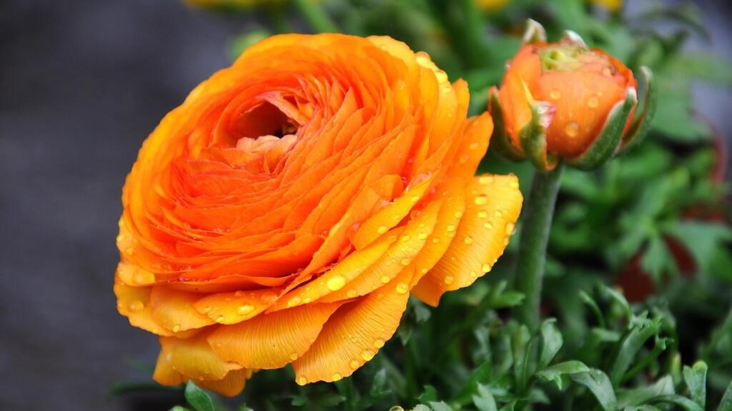 Orange plant guide