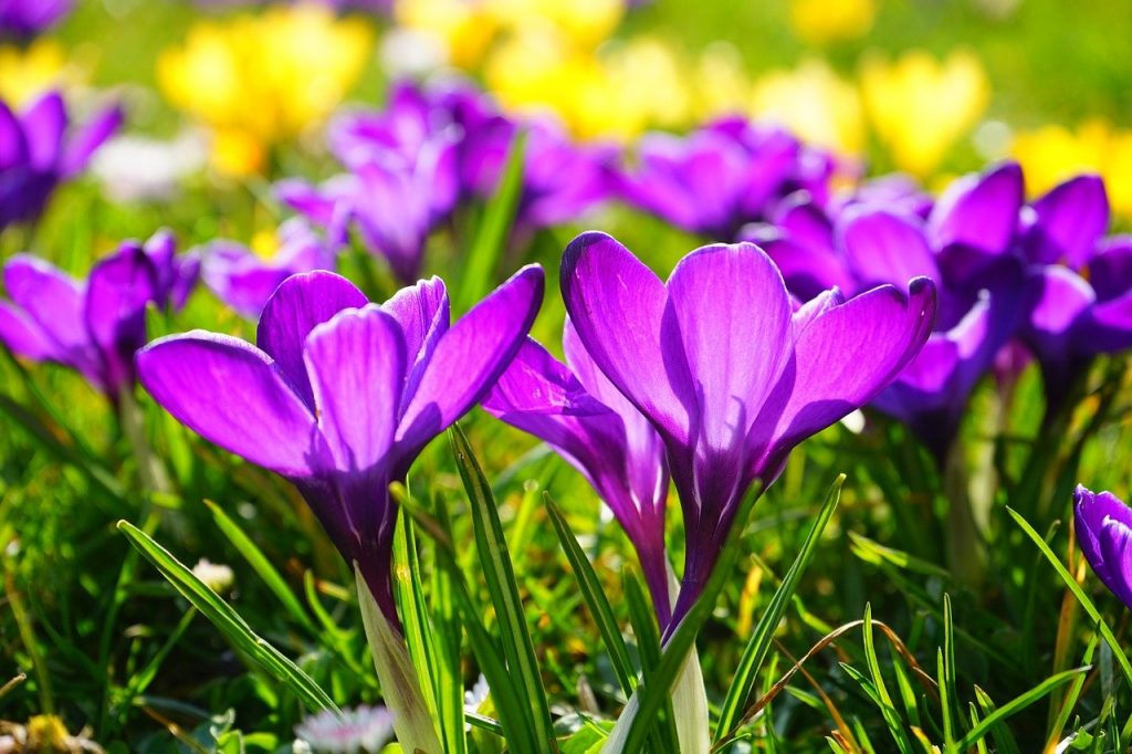 Crocus bulbs in a container