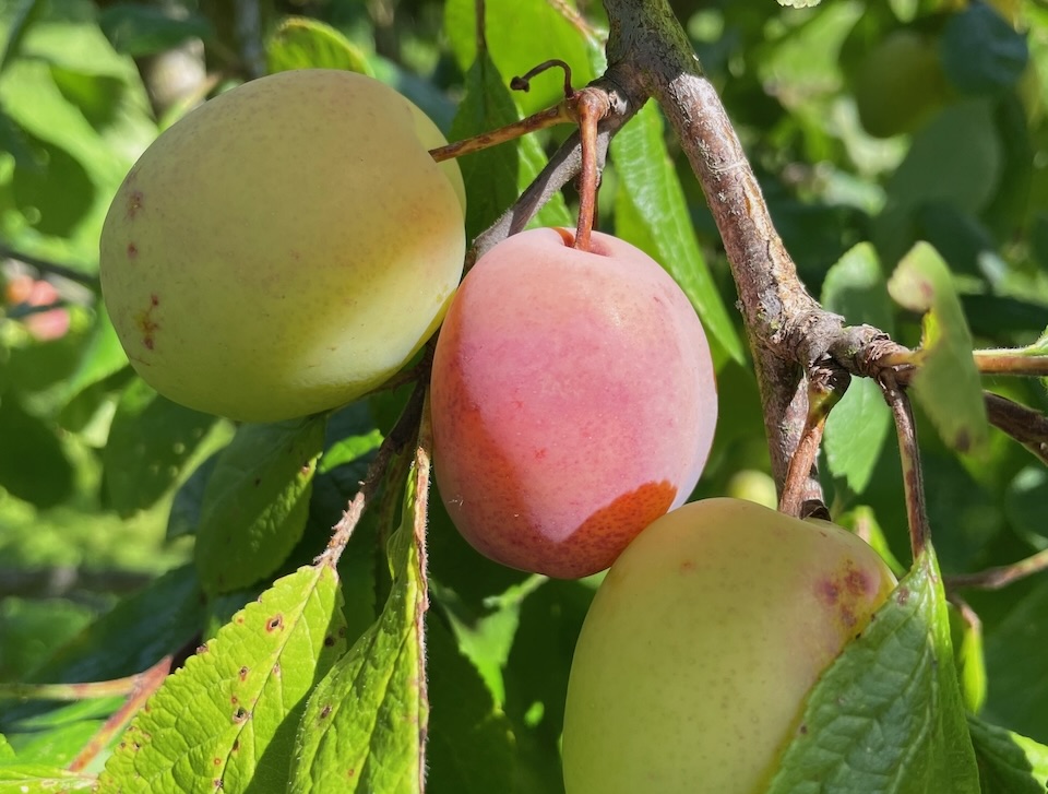 How to grow plums