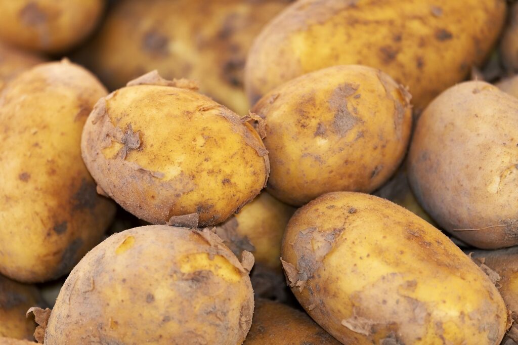 Freshly dug up potatoes