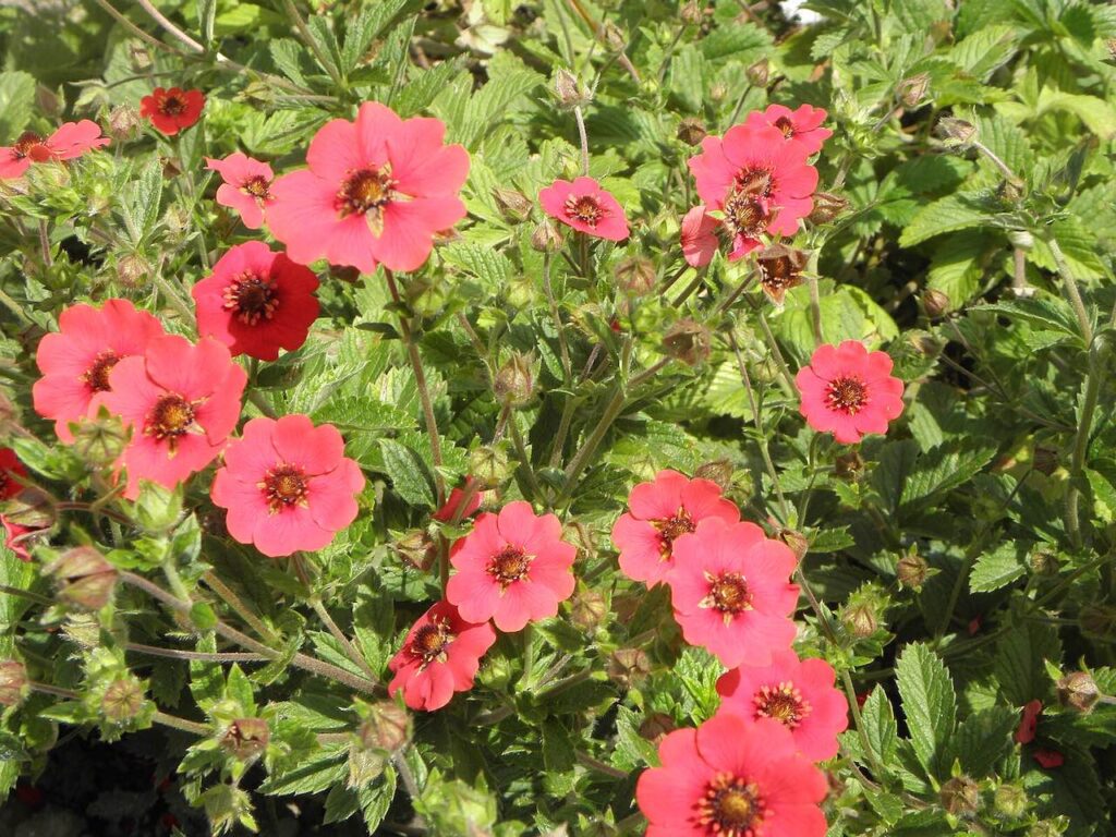 Red potentilla