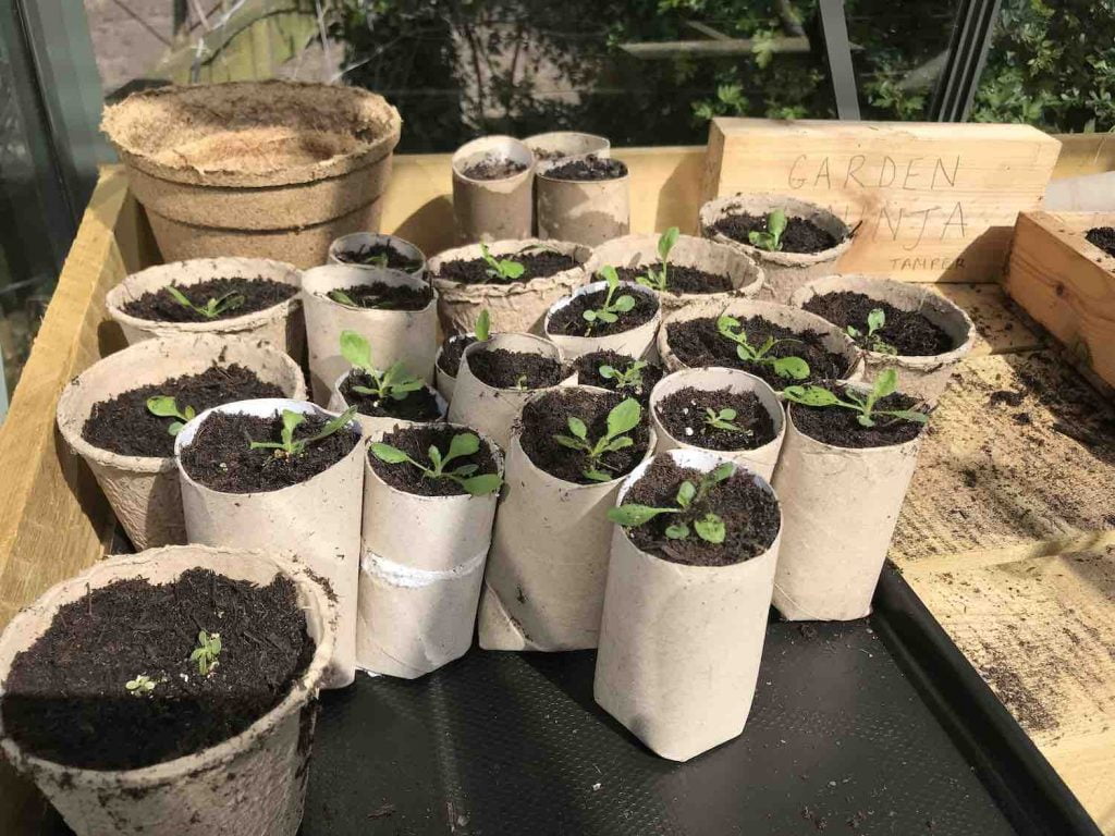 A metal tray full of paper pots and seedlings