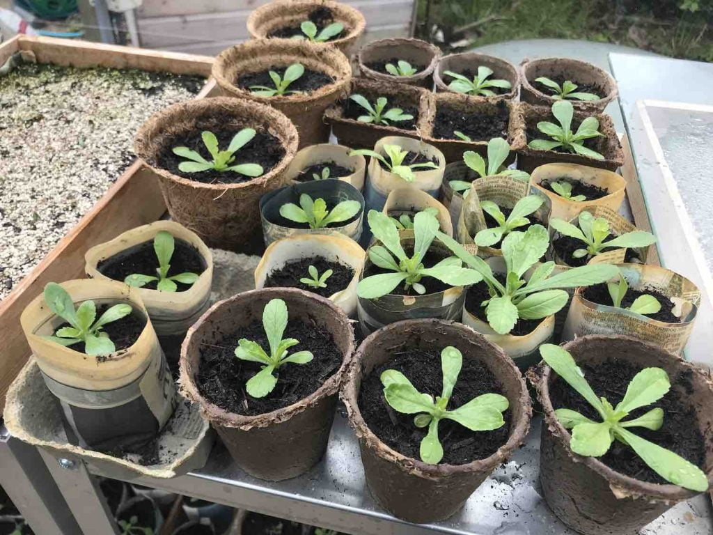 Garden Ninias recycled plant pots
