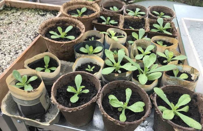 Garden Ninias recycled plant pots