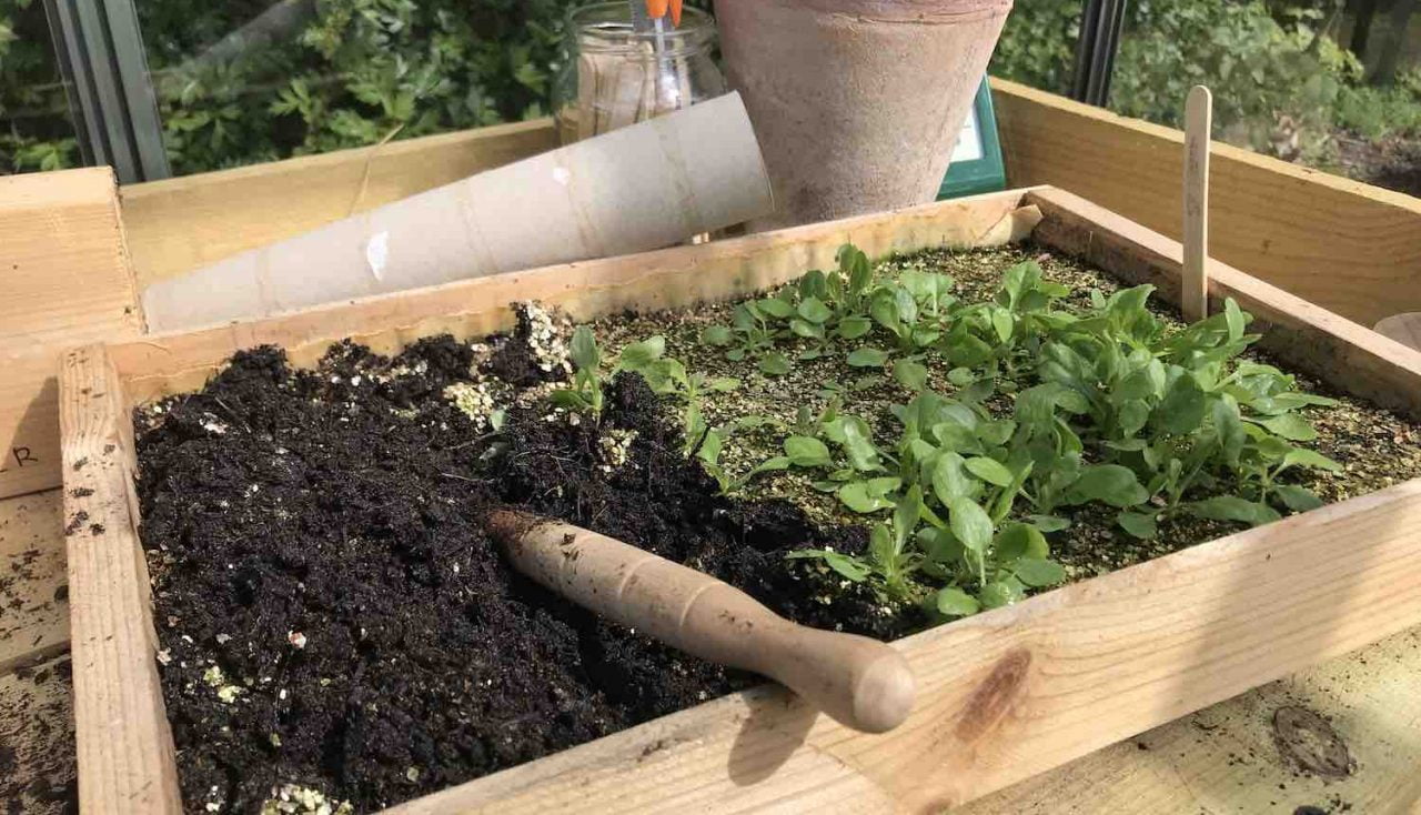 Vlogger garden ninja uses a dibber to remove seedlings