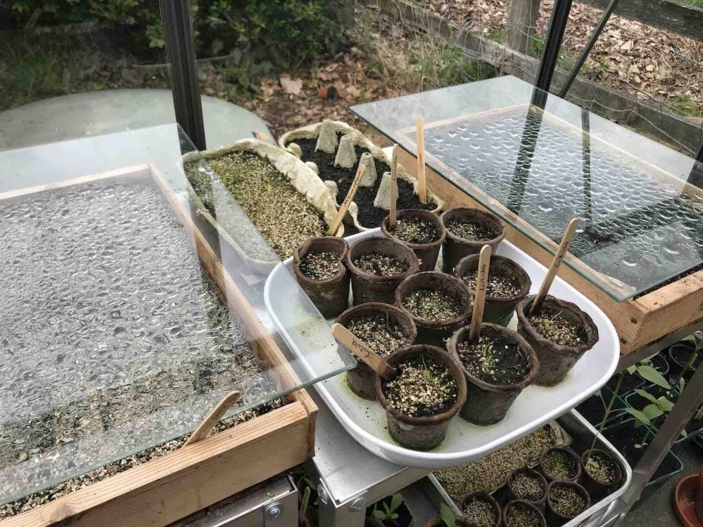 Glass sheets for propagation