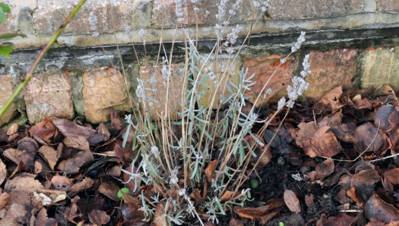 A pruned English lavender in Lee Burkhill's garden recovering and filling out with fresh growth