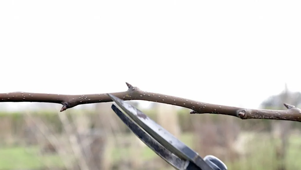 Secateurs about to cut a pear branch