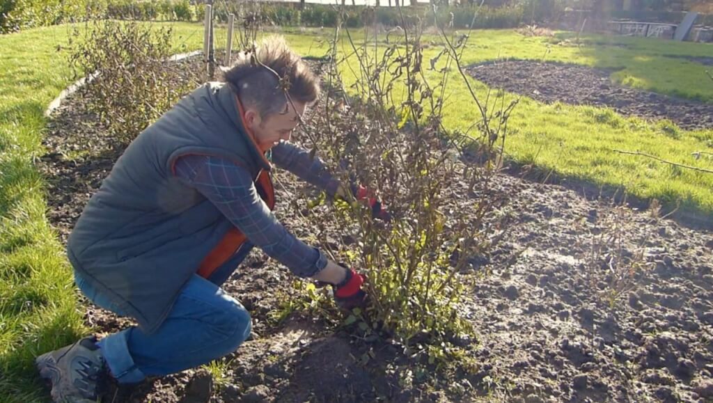 Garden Ninja pruning herbaceous perennials