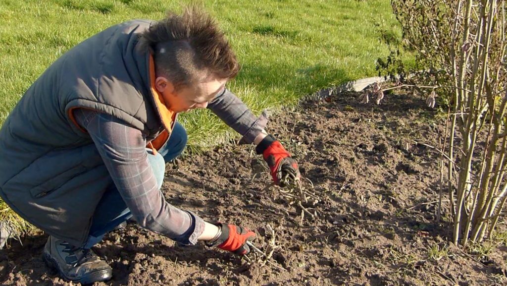 Garden Ninja pruning Verbena in the garden