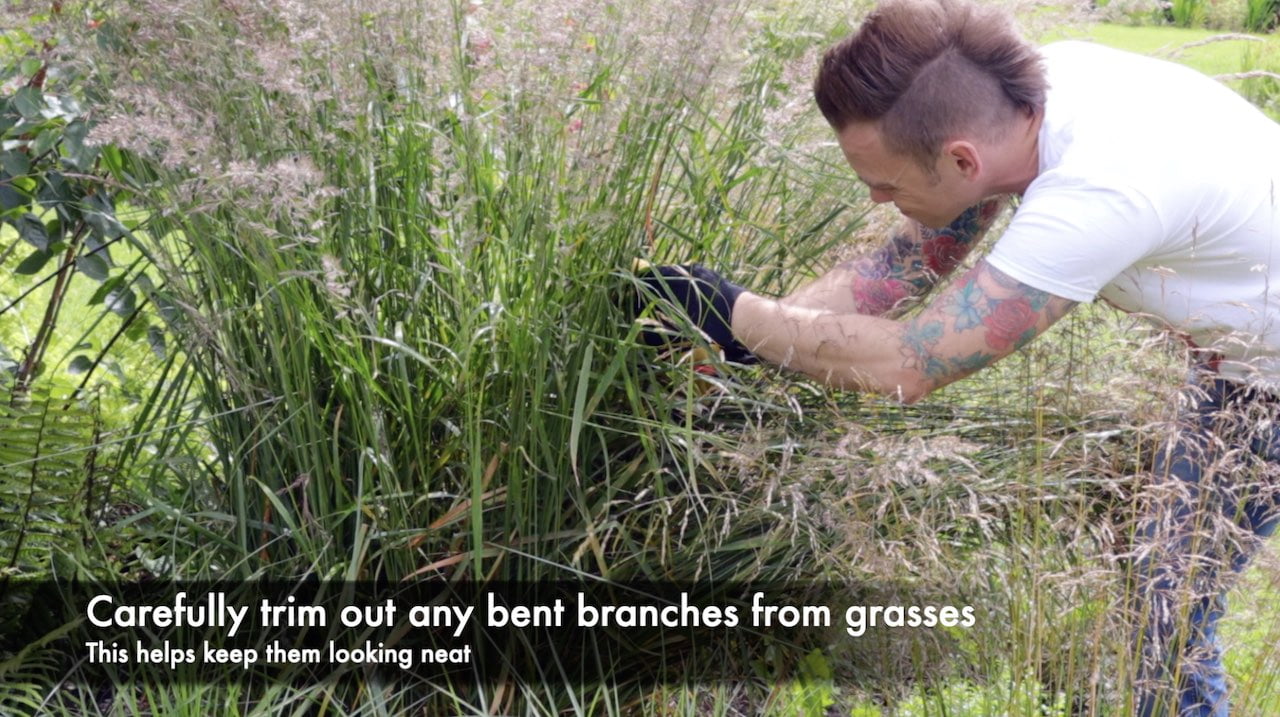 Garden Ninja tidying up damaged ornamental grasses