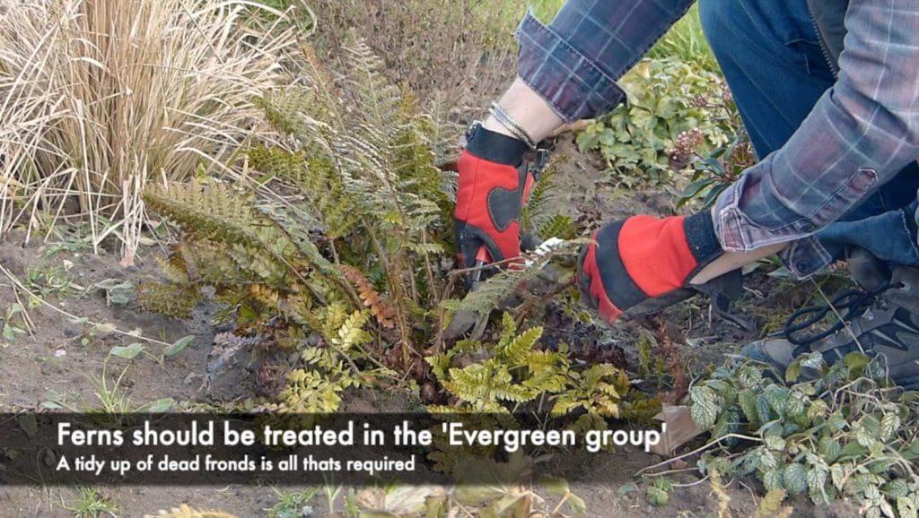 fern pruning