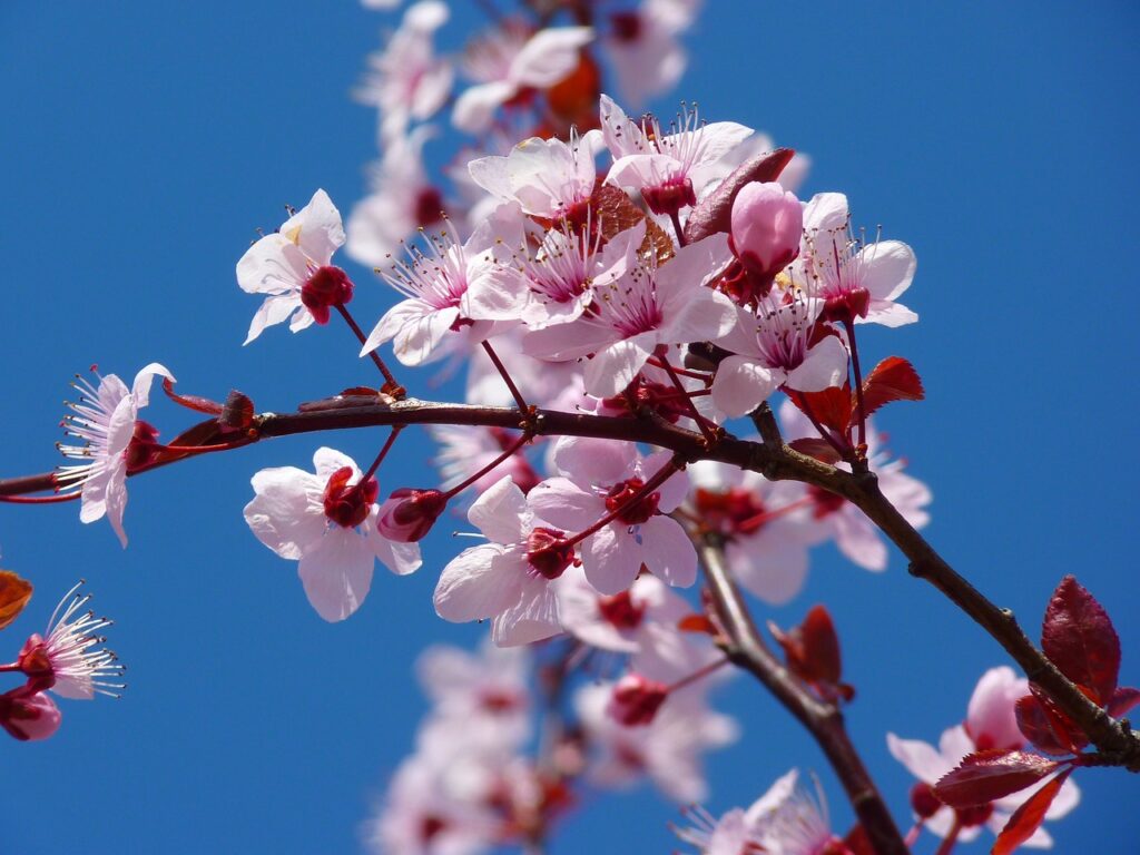 Pink cherry blossom on a pleached Prunus tree