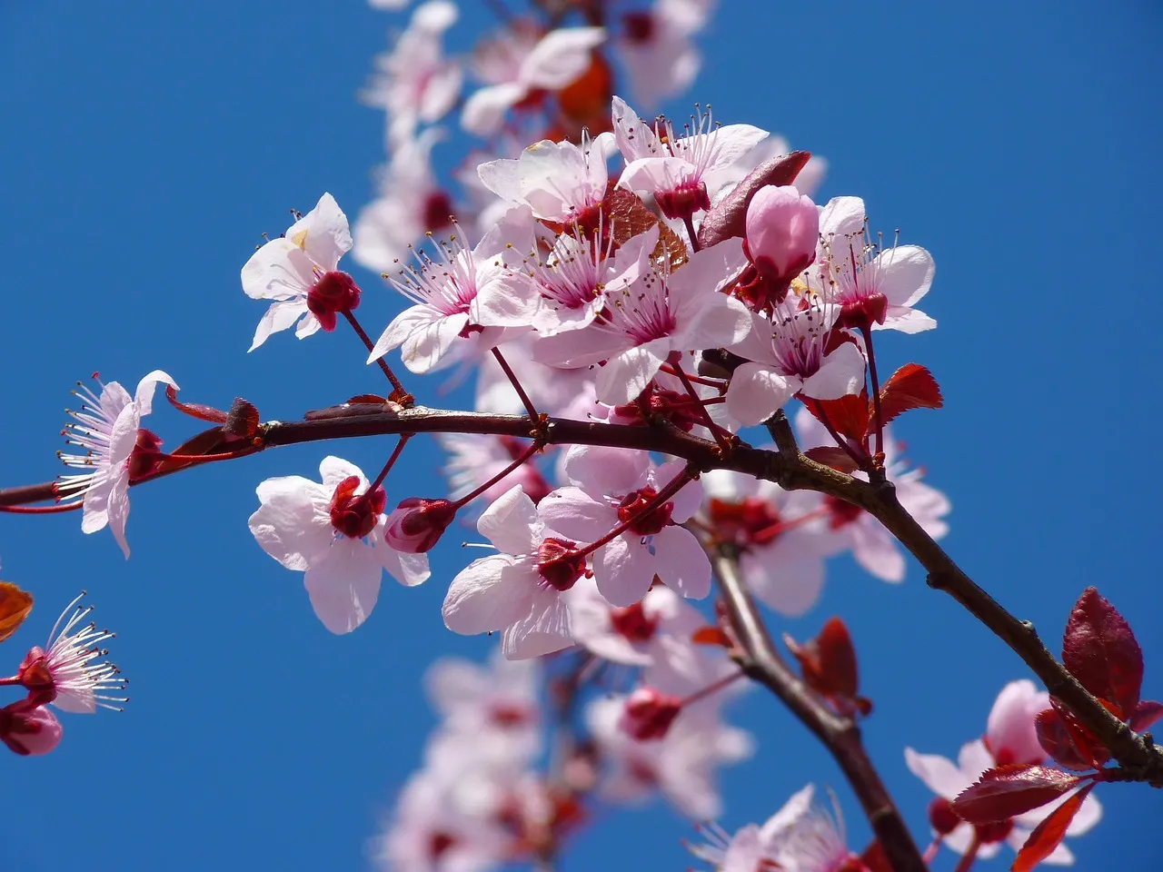 Pink cherry blossom on a prunus tree in spring