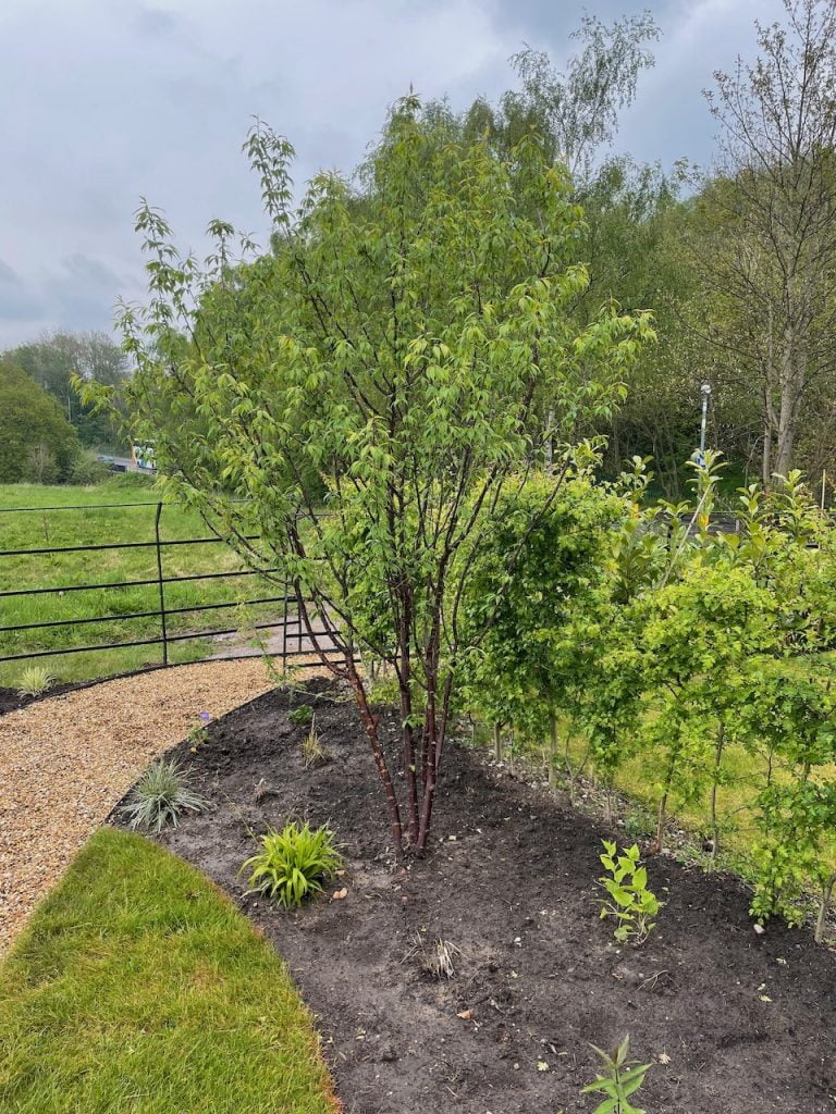 Prunus serrula in a small garden
