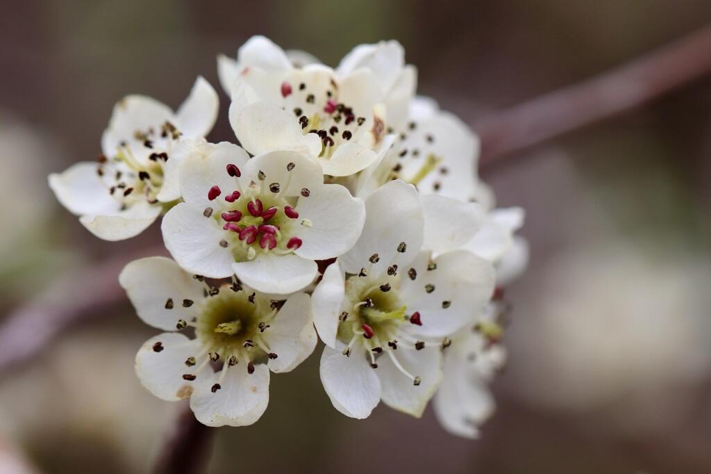 Small garden tree