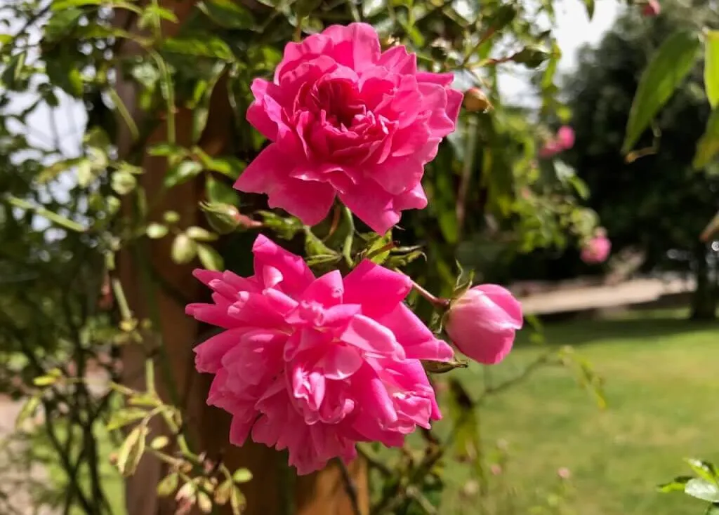A pink climbing rose at Garden Ninja