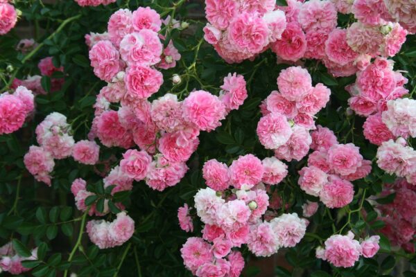 Types of Roses Explained: The beginner guide to choosing garden roses ...