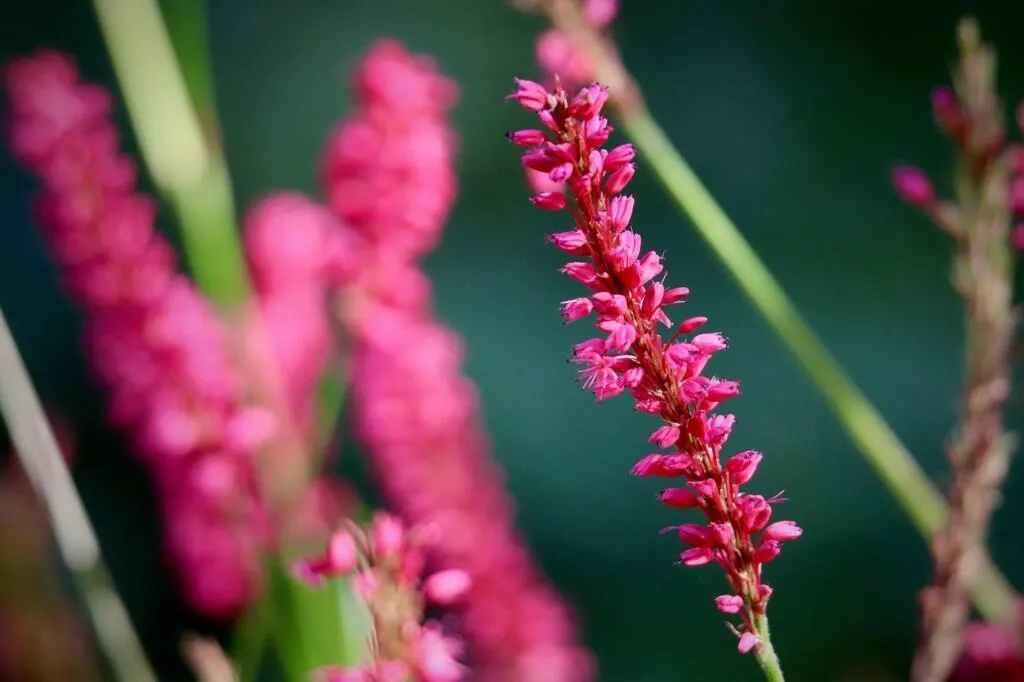 Red persicaria flowers