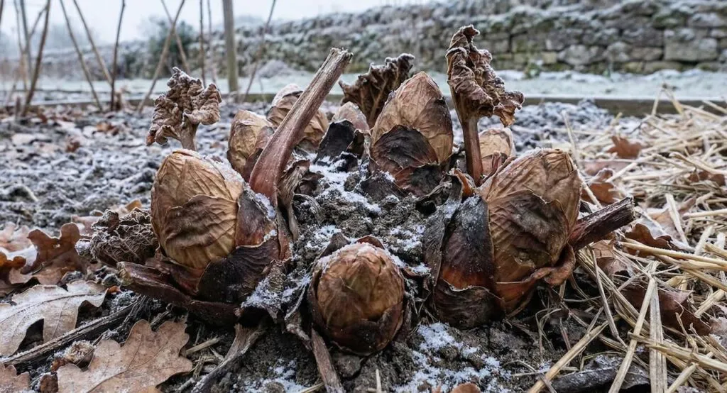 A winter rhubarb crown