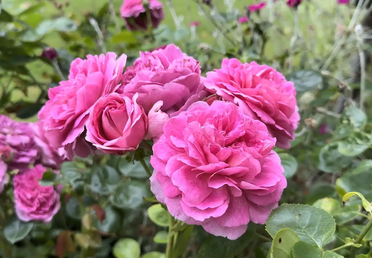 Rosa 'Belle de Crécy' Gallica rose with full cerise pink flowers