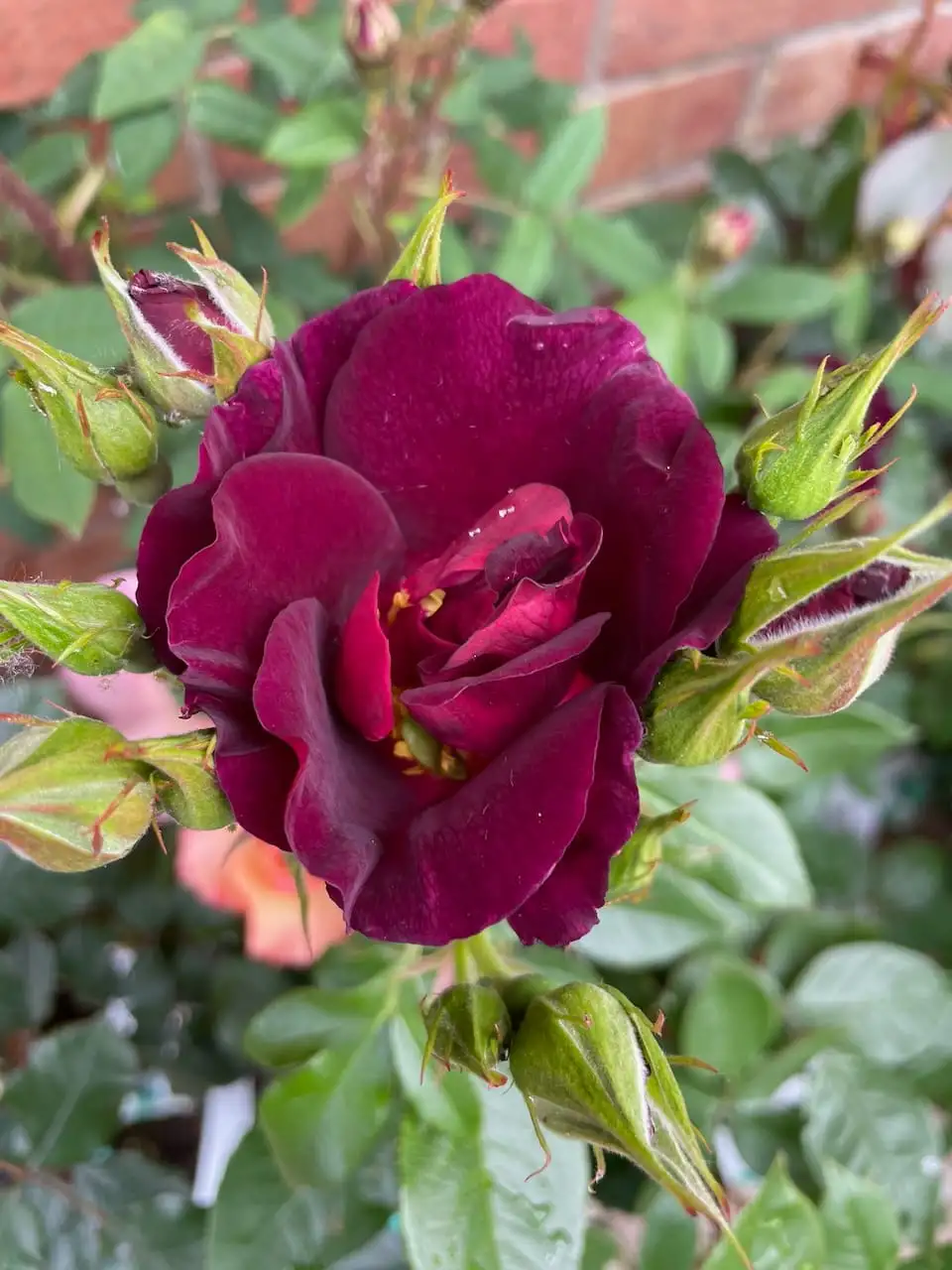 Rosa 'Nuits de Young' moss rose with dark red flowers and mossy buds
