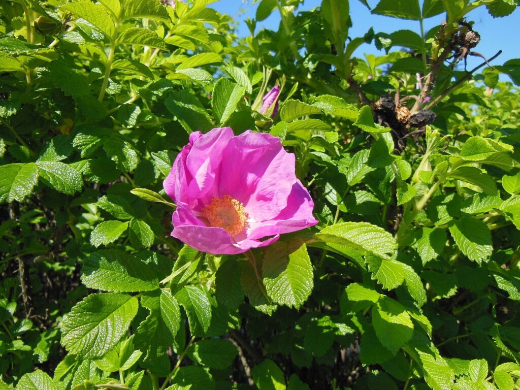 Rosa rugosa