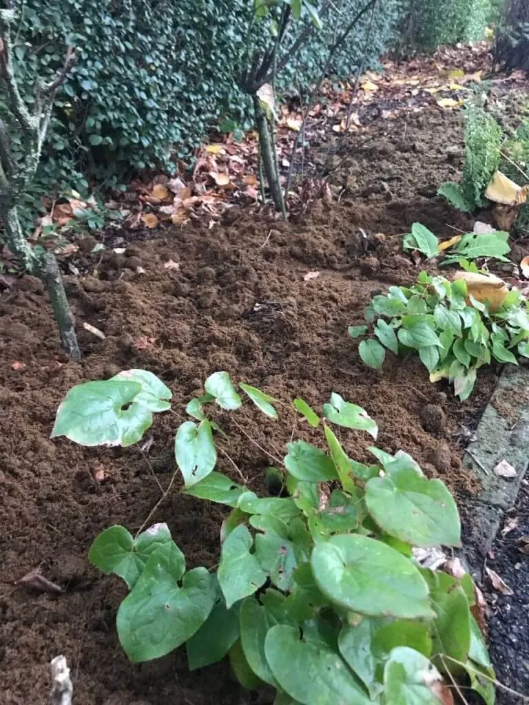 A rose bed that has been mulched