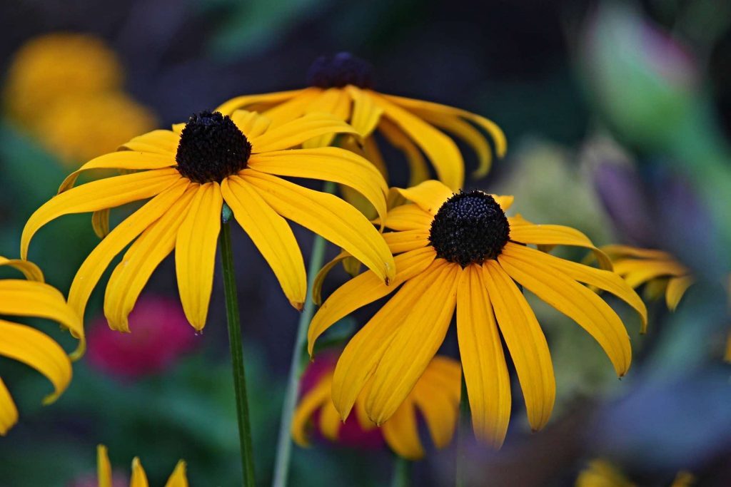 Rudbeckia flowers in a garden design garden ninja