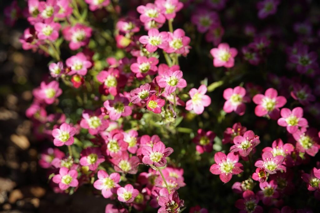 Red flowers
