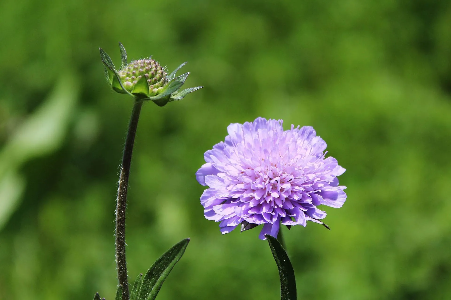 Scabious pincushion flowers in a garden border