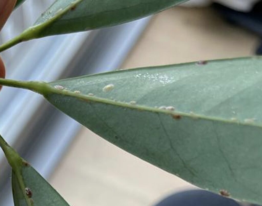 Scale pests on a house plant leaf