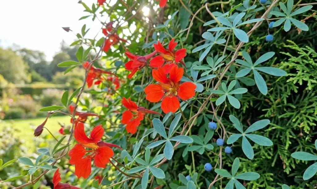 Bright orange flowers