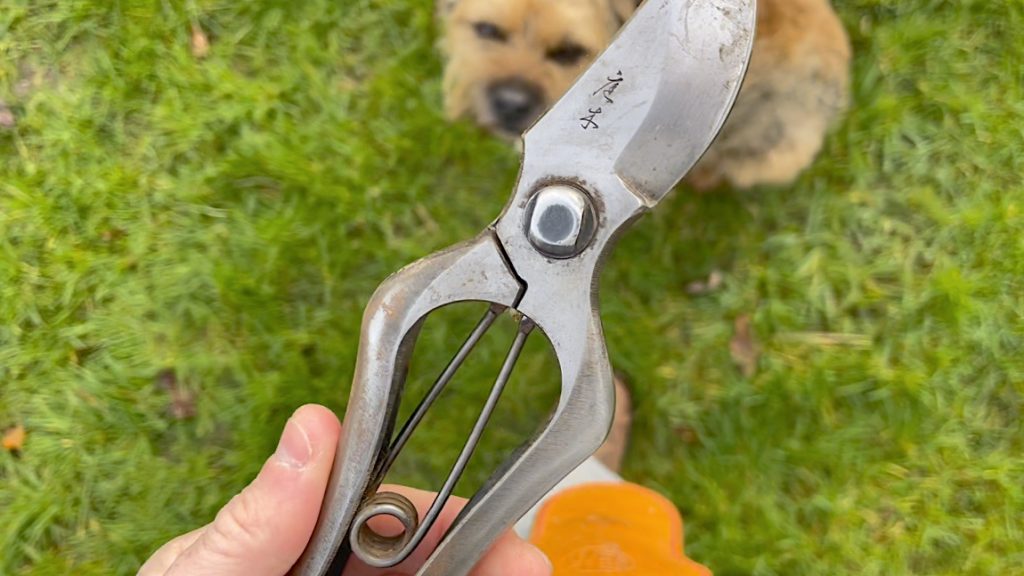 Holding a pair of secateurs