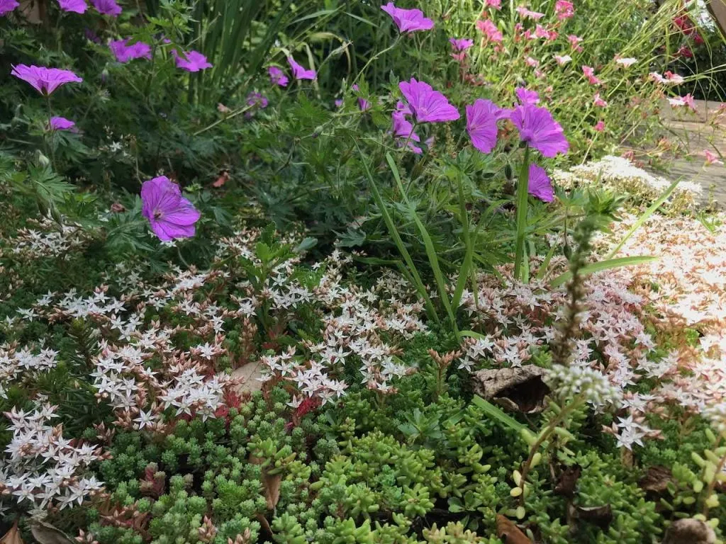 A flower bed with sedum, geraniums and grasses