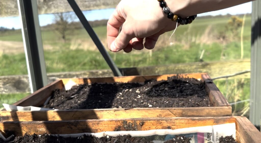 How to grow plants from seed