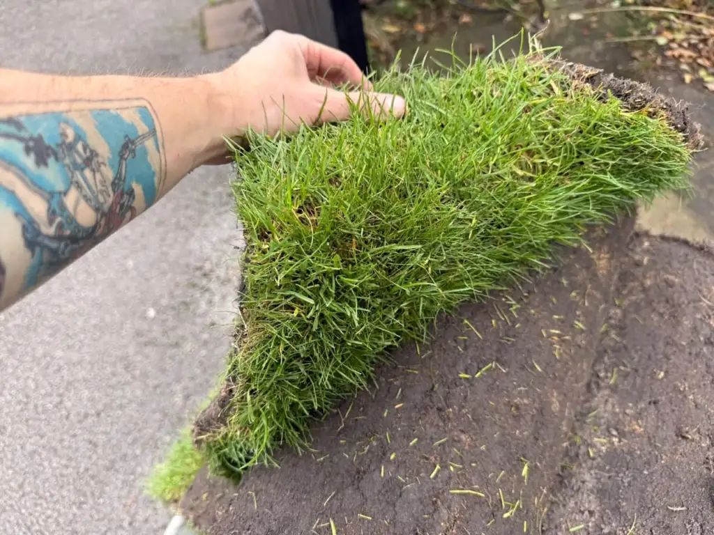 A hand lifting the edge of a roll of fresh green turf to show healthy grass blades