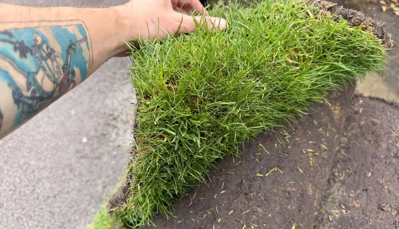 A hand lifting the edge of a roll of fresh green turf to show healthy grass blades
