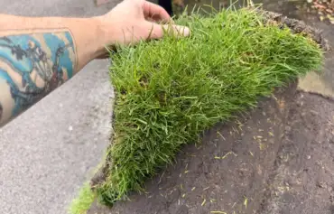 A hand lifting the edge of a roll of fresh green turf to show healthy grass blades
